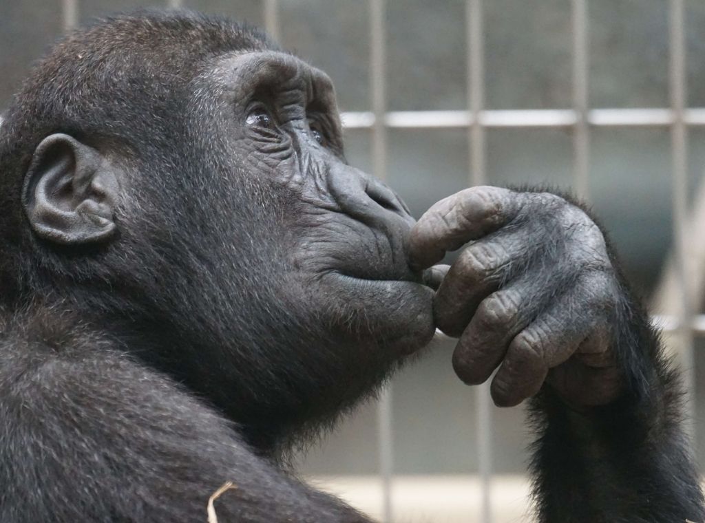 שימפנזה מדגימה חשיבה אסוציאטיבית